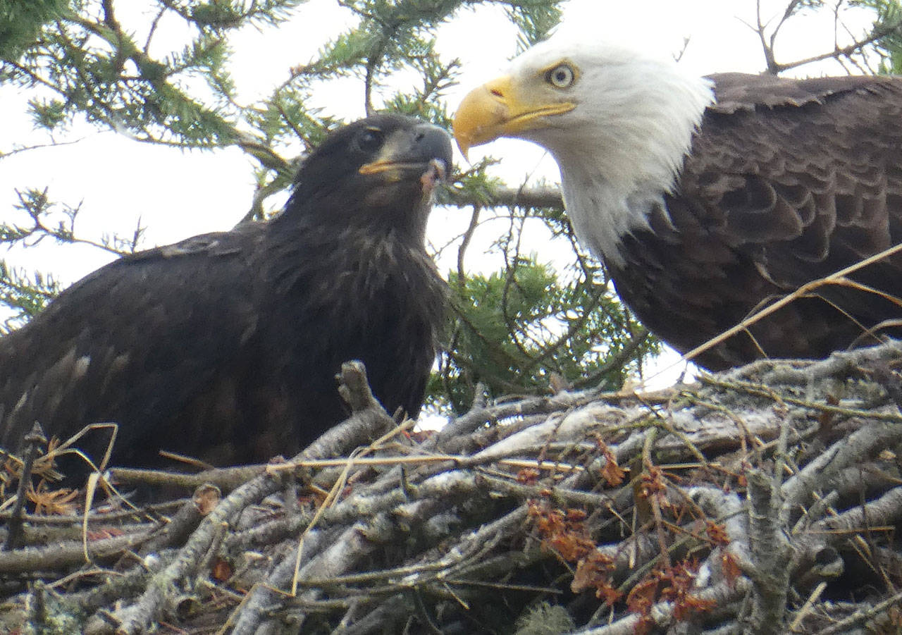 Contributor Susan Hamman spots this parent-to-child connection July 4 in Sequim.