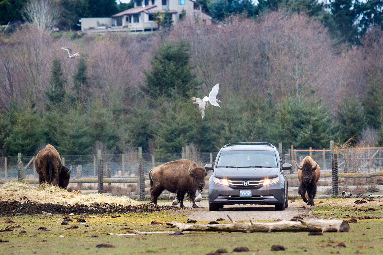 A vehicle makes its way through the Olympic Game Farm in Sequim. The Game Farm is the subject of a lawsuit that alleges it does not properly care for its animals. Photo by Jesse Major/Peninsula Daily News