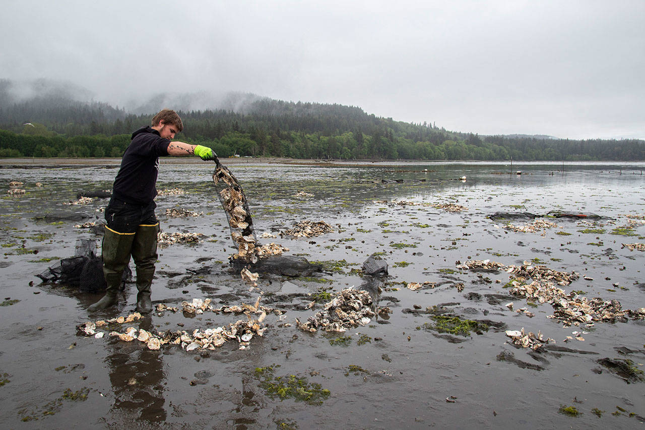Jarrett Burns, Jamestown S’Klallam Tribe natural resources technician, spreads Pacific Oyster shells on Sequim Bay tidelands earlier this year to improve the habitat for the Olympia oyster population. The tribe spread 2,500 bags of oyster shells, building on recent smaller but successful restoration efforts. “It’s becoming obvious that oysters are doing well here but there is not a ton of good substrate,” Liz Tobin, the tribe’s shellfish biologist, said in the Northwest Treaty Tribes publication. “Where it is good, they flourish, so we are enhancing the area to give them a leg up. In 2013, the tribe and the Clallam Marine Resources Committee started enhancing oyster habitat and seeding the bay to reestablish a sustainable population. The tribe is also working with the Puget Sound Restoration Fund to establish a Sequim Bay broodstock. This summer, the tribe will take shells with raised seed, which will be hardened on the beach before being distributed in the spring of 2020. Photo by Tiffany Royal/Northwest Indian Fisheries Commission