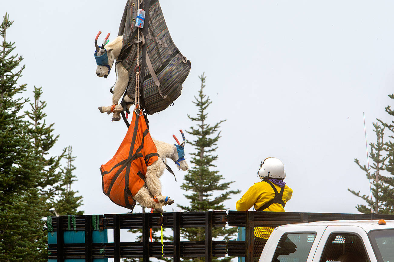 Another round of goat removal underway in Olympic National Park