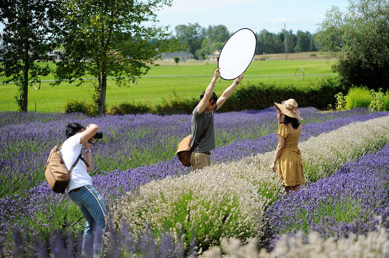 Visitors to Purple Haze Lavender Farm find the perfect light during last year’s Purple Haze Daze event, which continues this weekend July 19-21 along with dozens of other events as part of Sequim Lavender Weekend. Sequim Gazette file photo by Matthew Nash