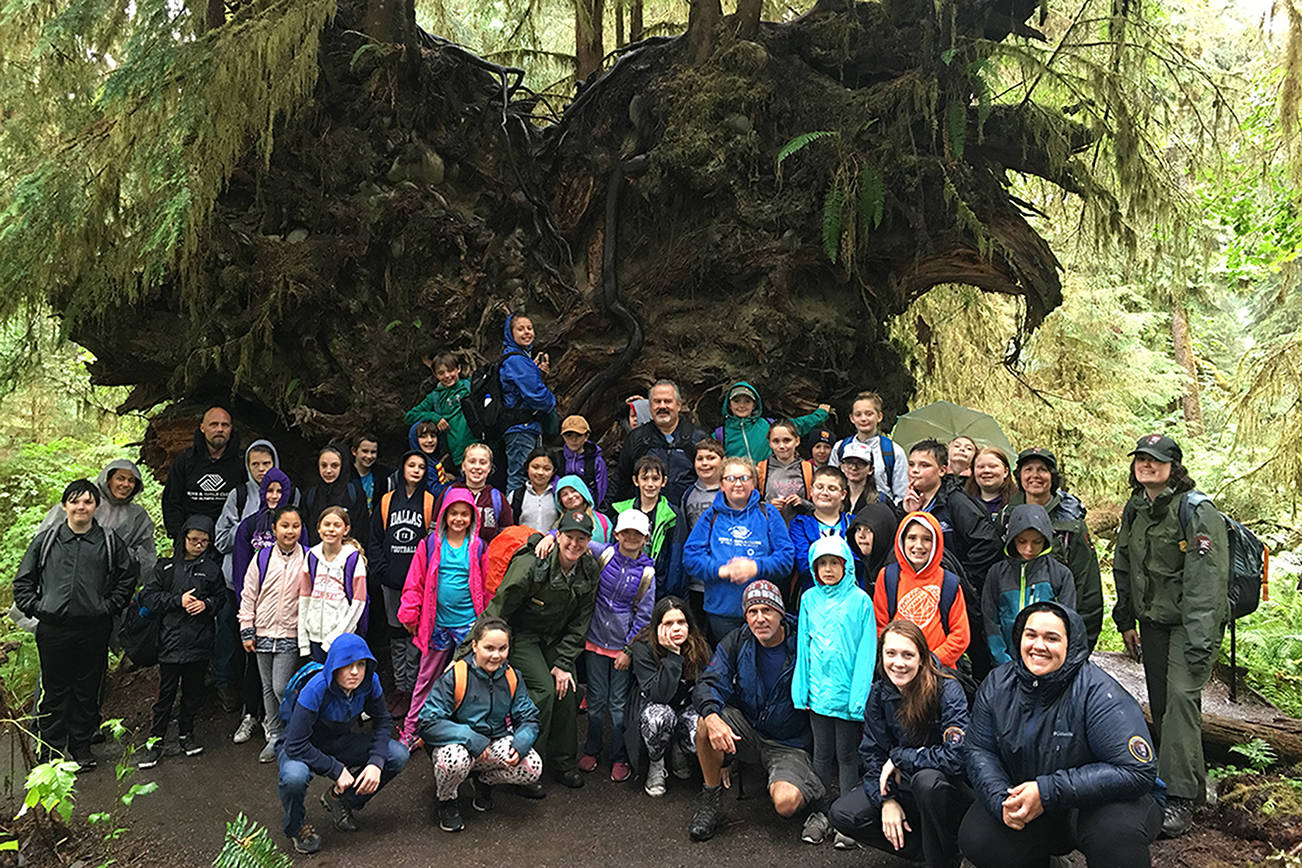 The Boys & Girls Club Junior Rangers pose with Club staff, volunteers and Olympic National Park rangers in front of the uprooted stump of a fallen tree in the Hoh Rain Forest. Submitted photo
