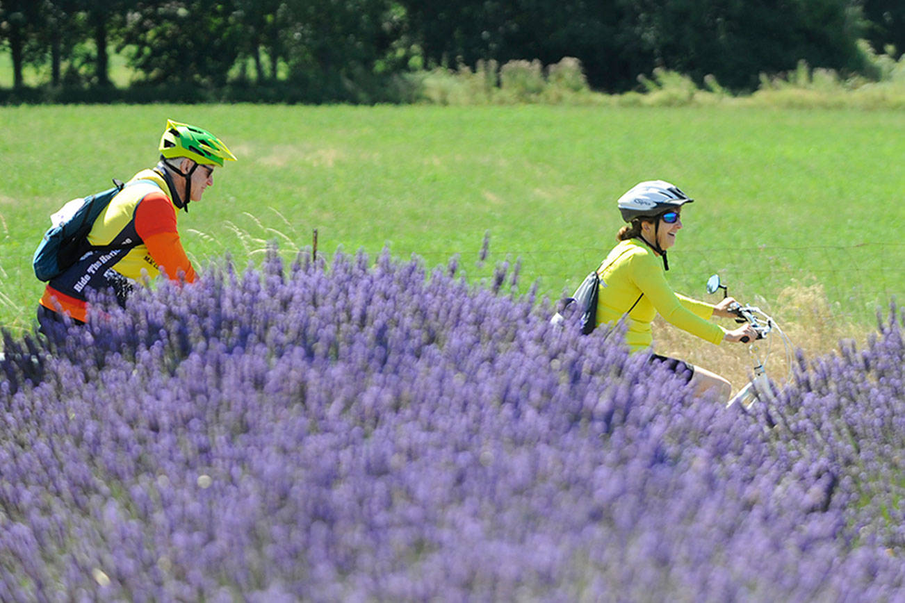 Explore Sequim farms with annual Tour De Lavender