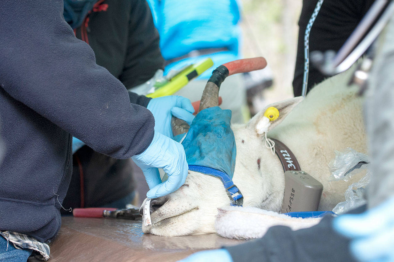 Crews hold down a blindfolded mountain goat as veterinarians examine him before being transported during the last round of goat relocations in Olympic National Park. Photo by Jesse Major/Peninsula Daily News