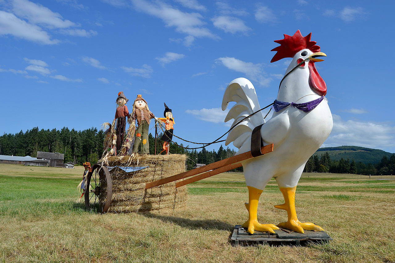 Coming in or out of Blyn, drivers should easily see the Bekkevar Family Farm’s rooster ride, an annual tradition on the farm where art goes up once hay is cut in July. Sequim Gazette photos by Matthew Nash