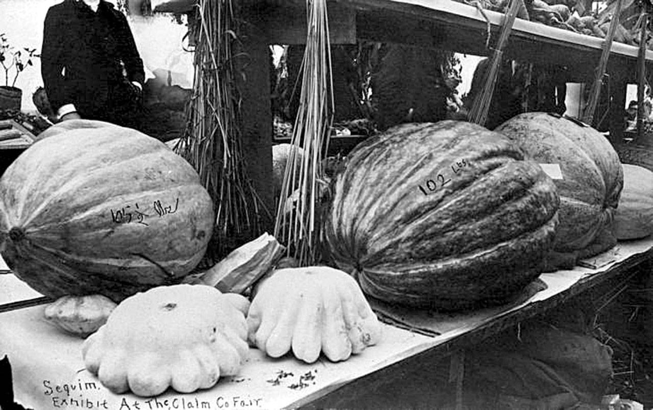 An undated photo shows Sequim-area entries in the Clallam County Fair, with one squad listed at 105-and-a-half pounds and another at 102 pounds. Photo courtesy of the North Olympic Heritage-Bert Kellogg Photograph Collection