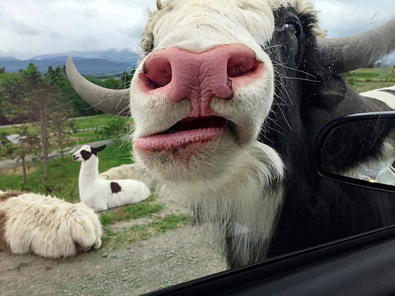 Miriam Grebe of Salinas, Calif., snapped this photo in Sequim that was selected for Reader’s Digest’s “17 Best Snapshots from Road Trips Across America,” an annual reader snapshot contest, highlighted in the publication’s July 2019 edition. “My cousin and I drove through a wildlife exhibit where you can feed the animals from your car. This yak must have been really hungry, because he stuck his whole head through the window!” Grebe wrote. See www.rd.com/advice/travel/roadtrip-reader-photos for more top “Road Trips” snapshots. Photo courtesy of Reader’s Digest, Copyright © 2019, reprinted with permission of Trusted Media Brands, Inc., Copyright © 2019
