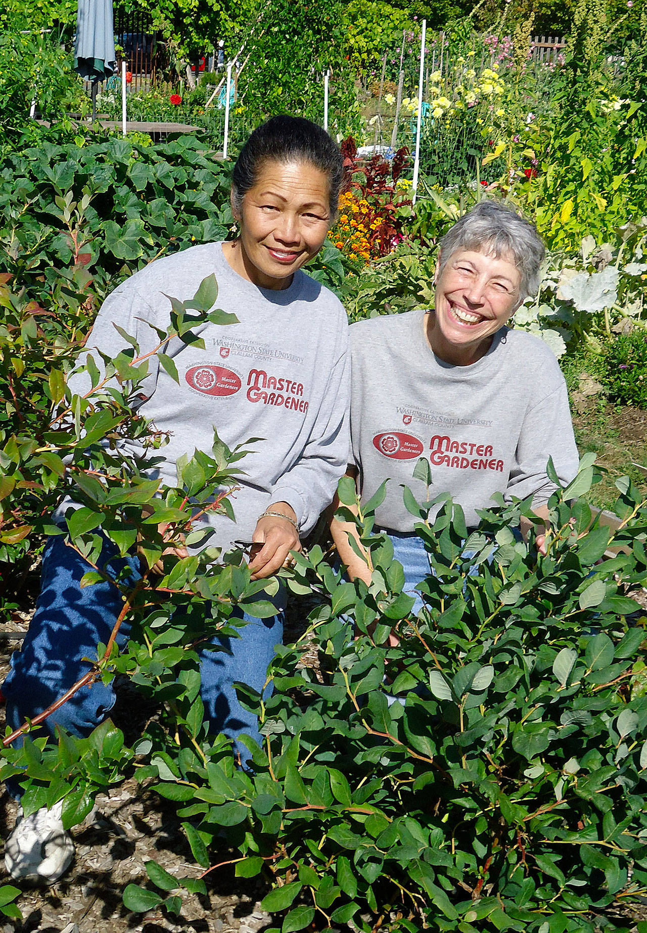 Clallam County Master Gardeners Audreen Williams, left, and Jeanette Stehr-Green will talk about growing blueberries in the Pacific Northwest at the Master Gardener Demonstration Garden on Sept. 7. Submitted photo