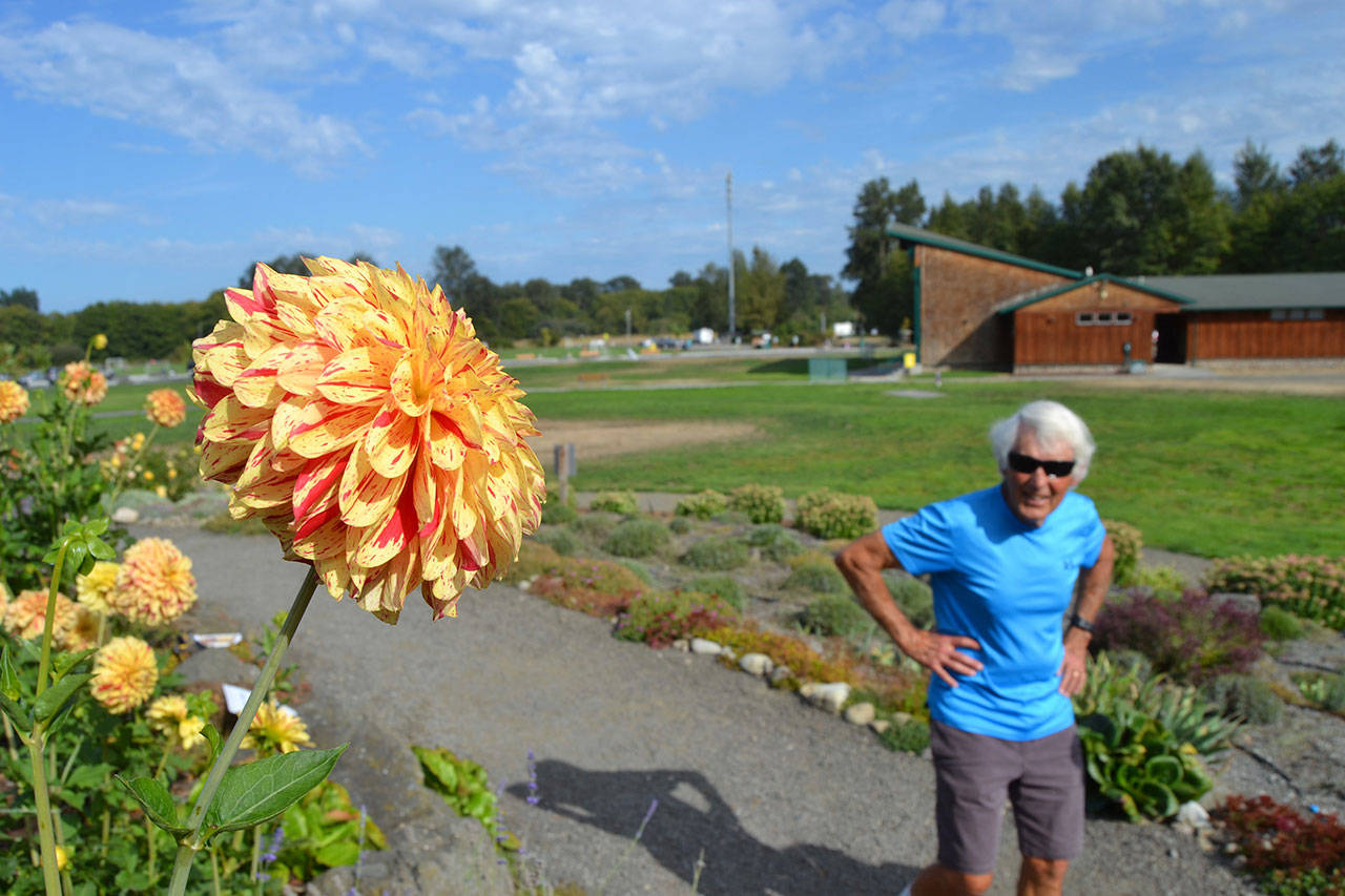 For 25 years, Lee Bowen has worked with dahlias and feels the Zookeeper’s Giraffe is a successful hybrid flower he developed in the Sequim Botanical Garden. Sequim Gazette photo by Matthew Nash