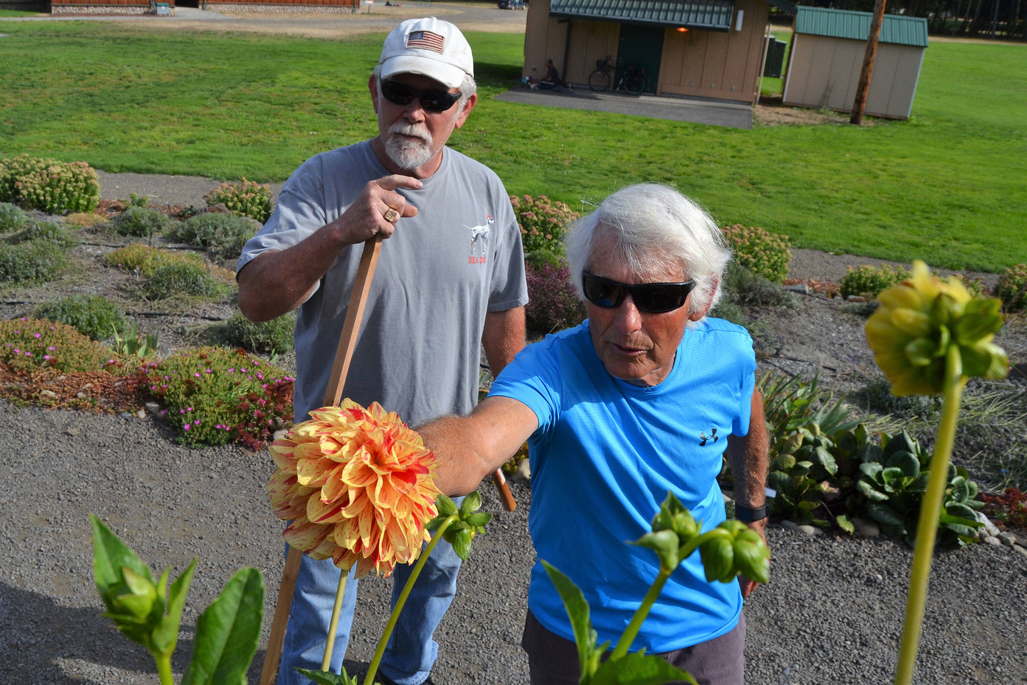 Lee Bowen, right, and John Hassel, gardeners and board members for the Sequim Botanical Garden Society, say they are hooked on working with dahlias. Sequim Gazette photo by Matthew Nash