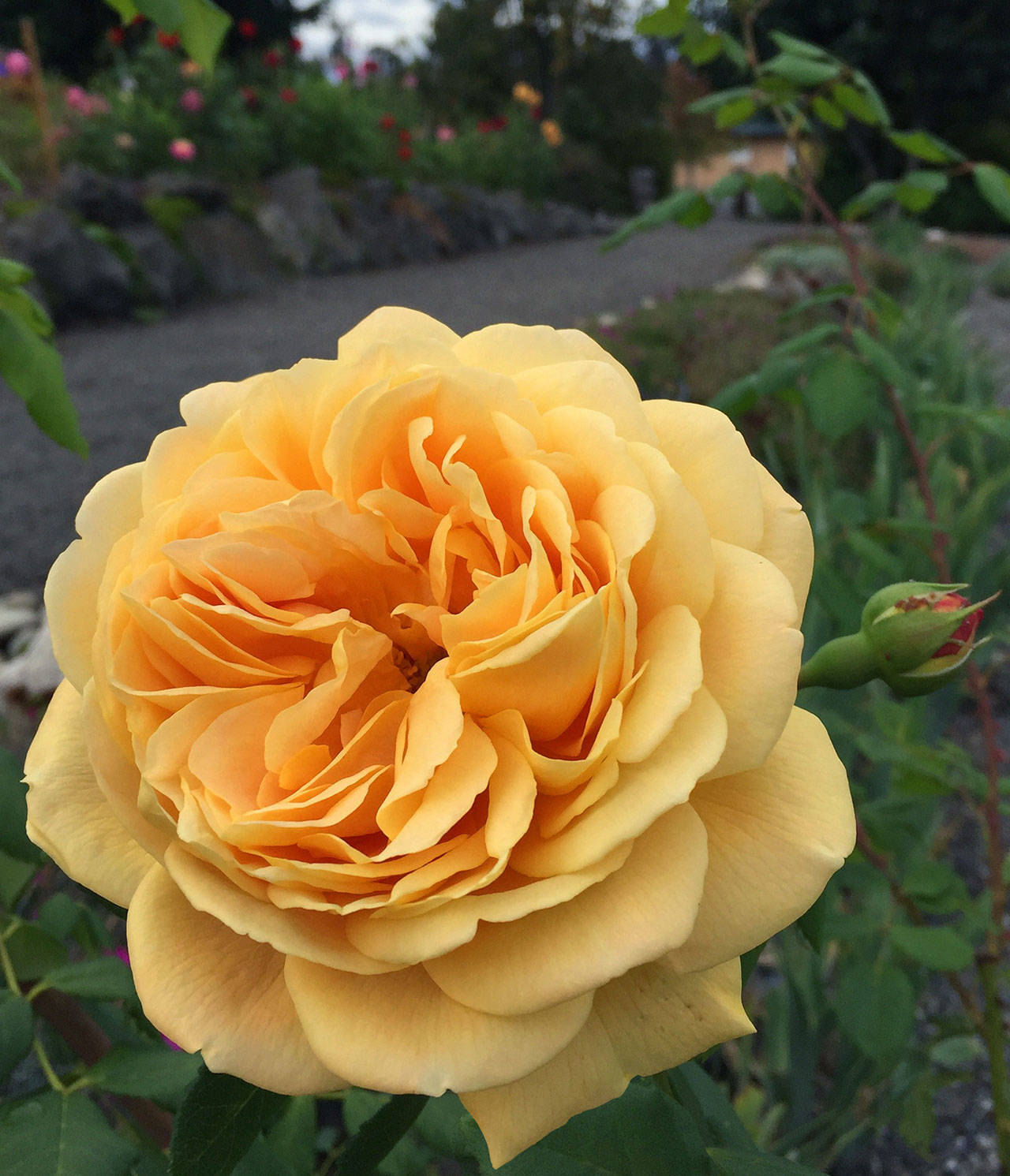A Golden Celebration Rose, pictured at the Terrace Garden in Sequim. Photo by Renne Emiko Brock