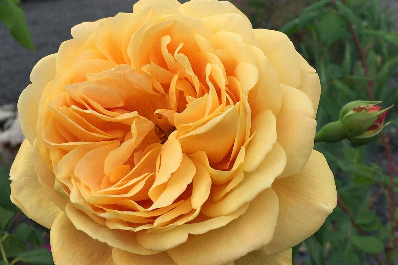 Learn how to select, plant roses at ‘Work to Learn’ party