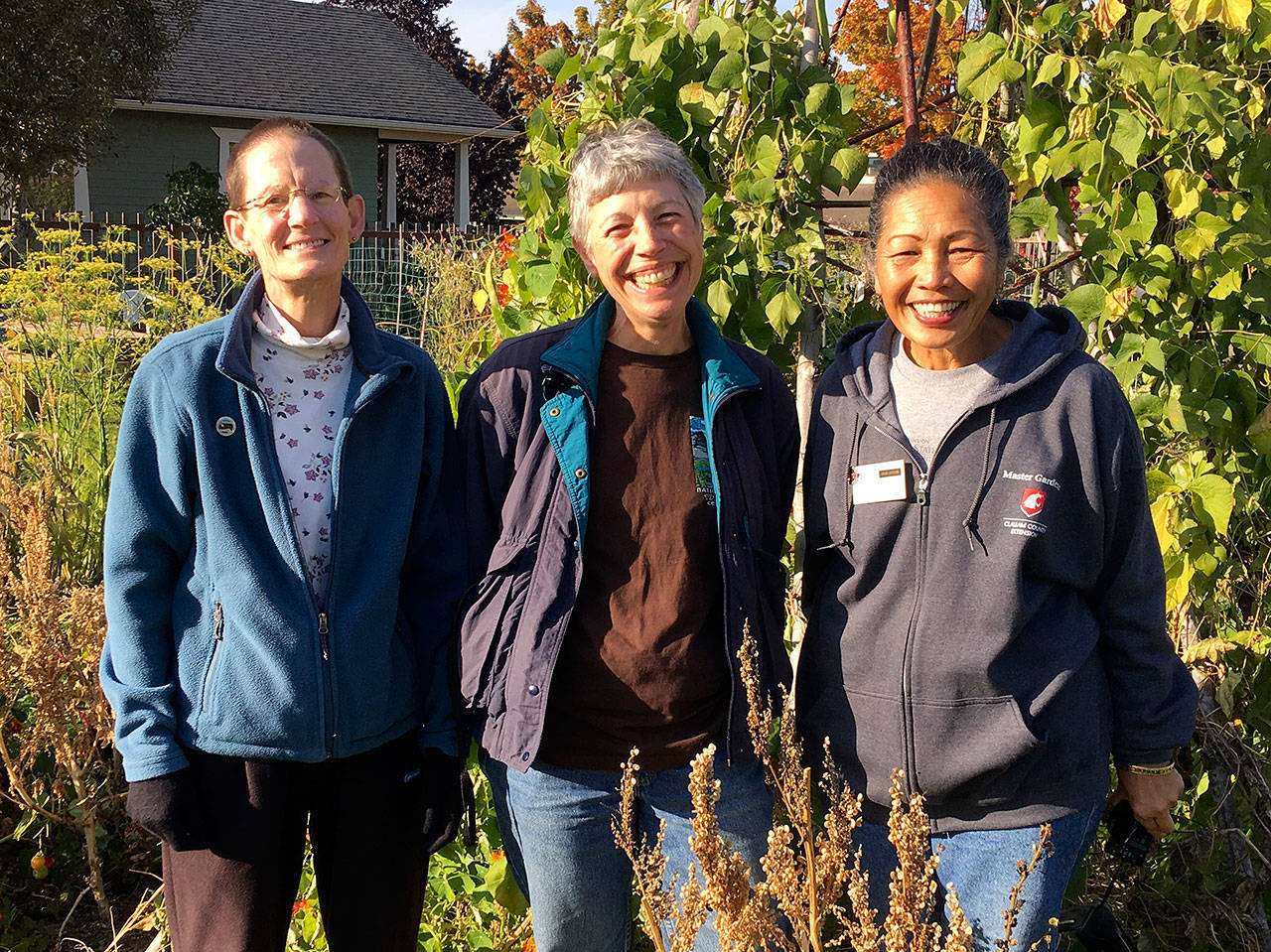 Editors for this year’s “Get It Growing” column include, from left, Clallam County Master Gardeners Beanie Gersbach, Jeanette Stehr-Green and Audreen Williams, and (inset) Michele Mangiantini. “Get It Growing” return snext year to provide local gardeners with more valuable gardening advice. Submitted photo