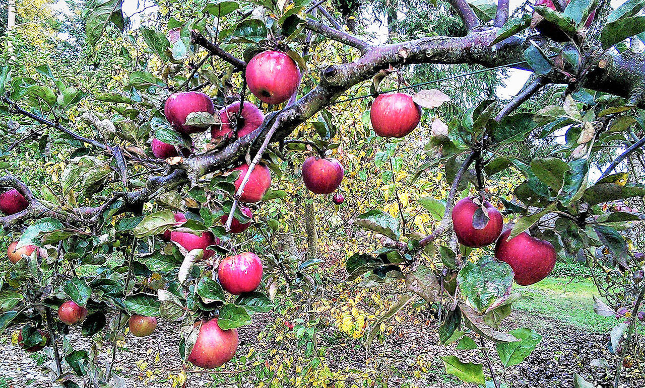Learn about types of apples, pruning techniques and timing and orchard husbandry from Master Gardeners at the Woodcock Demonstration Garden on Oct. 3. Photo courtesy of WSU Clallam County Extension Master Gardeners
