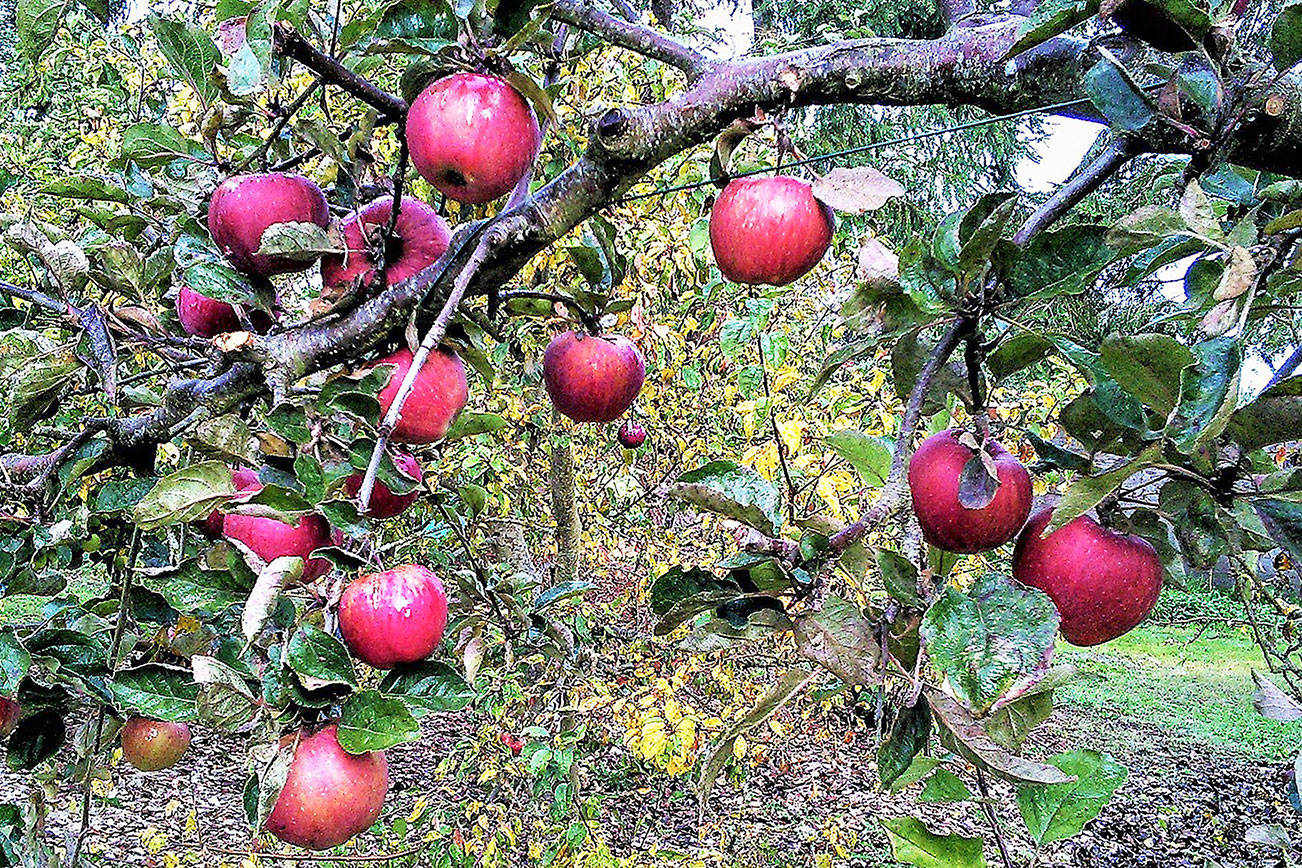 Apples galore at Woodcock Garden walk