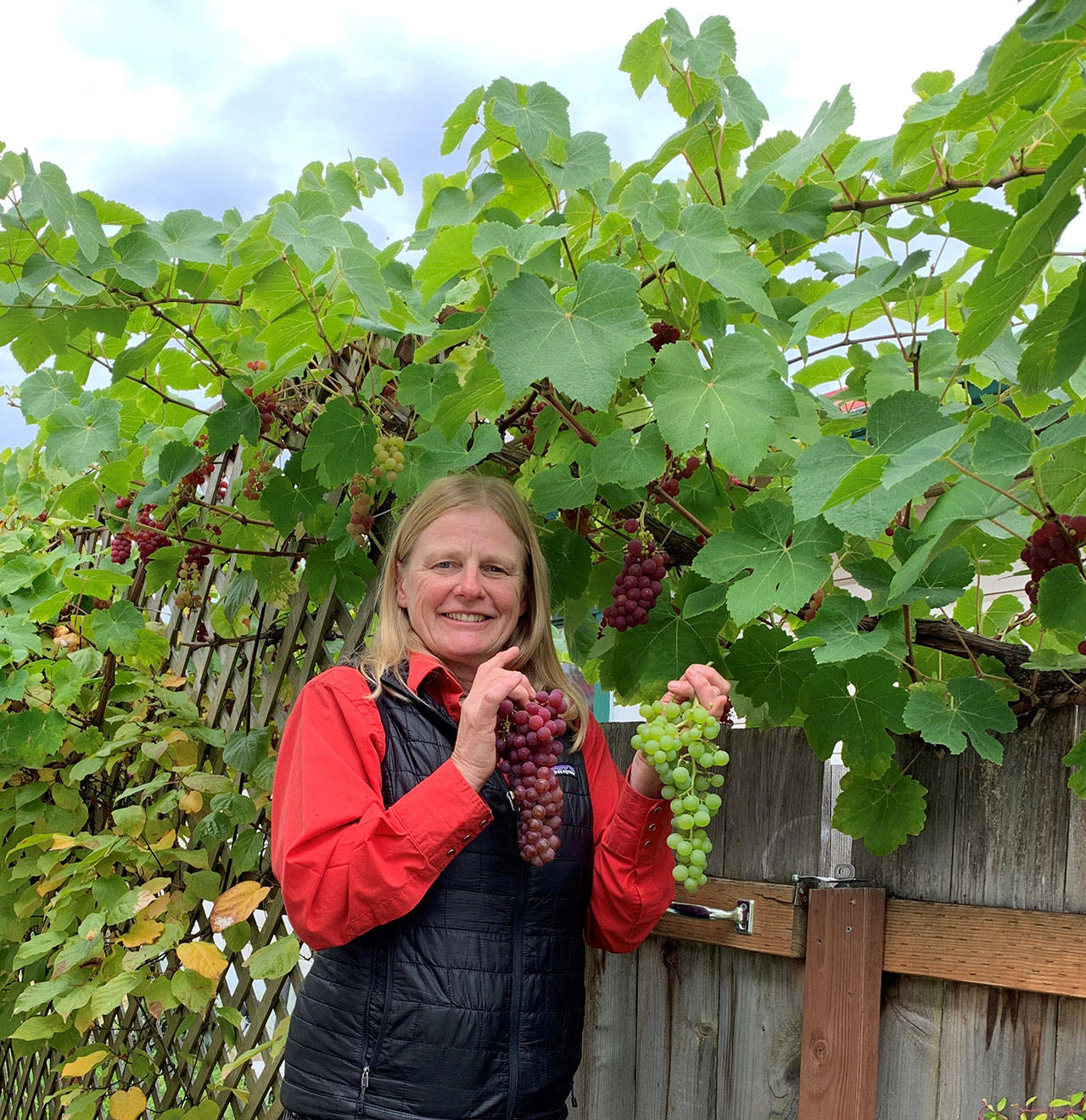 Selinda Barkhuis displays Himrod and Einset grapes grown on her city lot in central Port Angeles. Photo by Betty Harriman