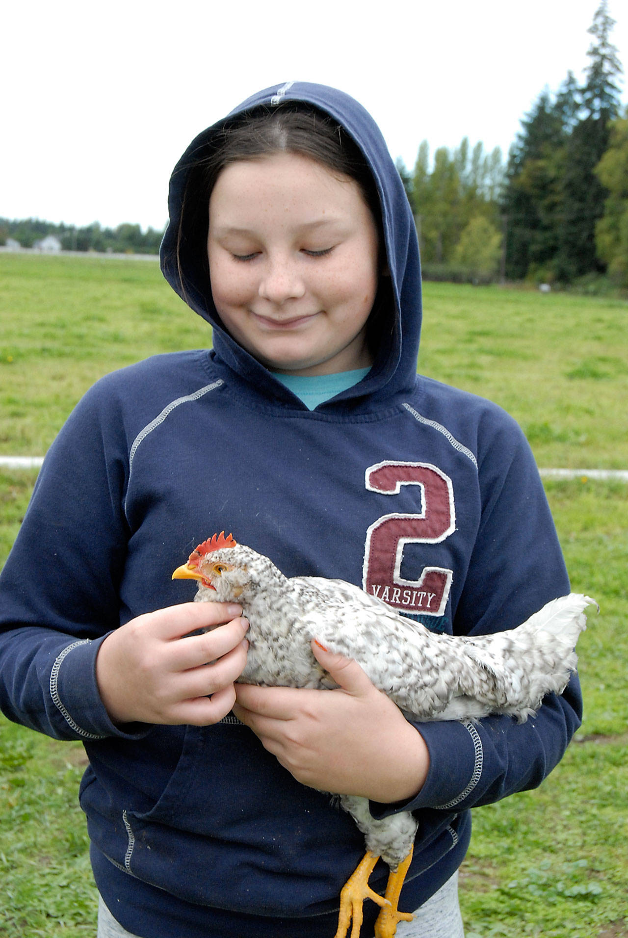 Ivy Pettett, 11, of Sequim holds a Russian orloff-mix chicken on Saturday at Finn Hall Farm near Agnew, a participating farm in the 23rd annual Clallam Farm Tour. (Keith Thorpe/Peninsula Daily News)