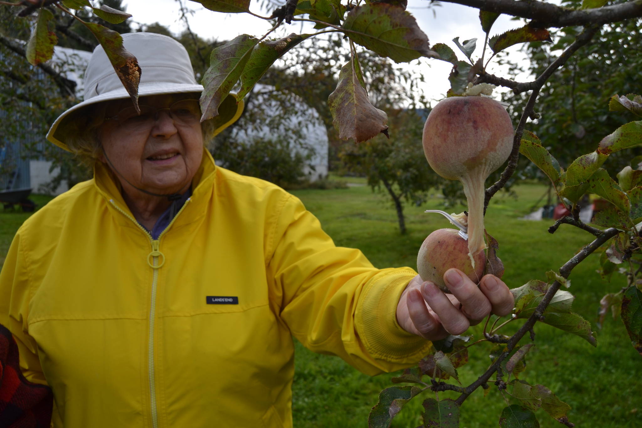 Leilani Kingsbury holds one of her covered apples that she placed a nylon over to prevent bugs. Over the years, she’s learned to dehydrate fruit, press apples into cider, can fruit and more with her husband Alan. Sequim Gazette photo by Matthew Nash