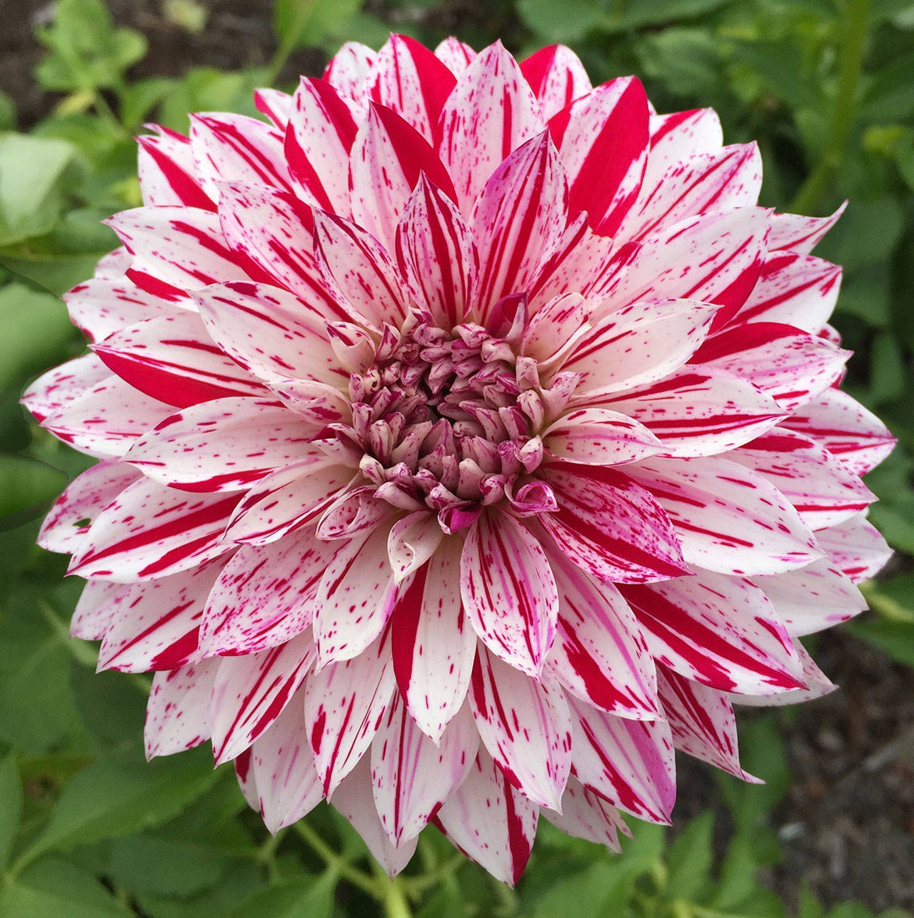 Learn all about prepping and winterizing dahlias at a “Work to Learn” Party hosted by the Sequim Botanical Garden Society on Nov. 2. Submitted photo