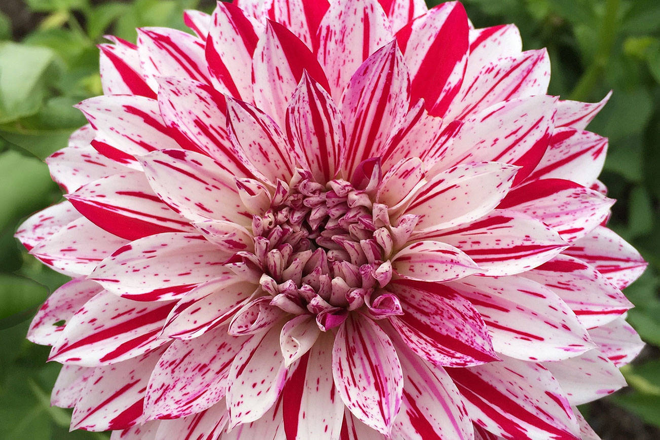 Learn to prep, winterize dahlias at ‘Work to Learn’ party