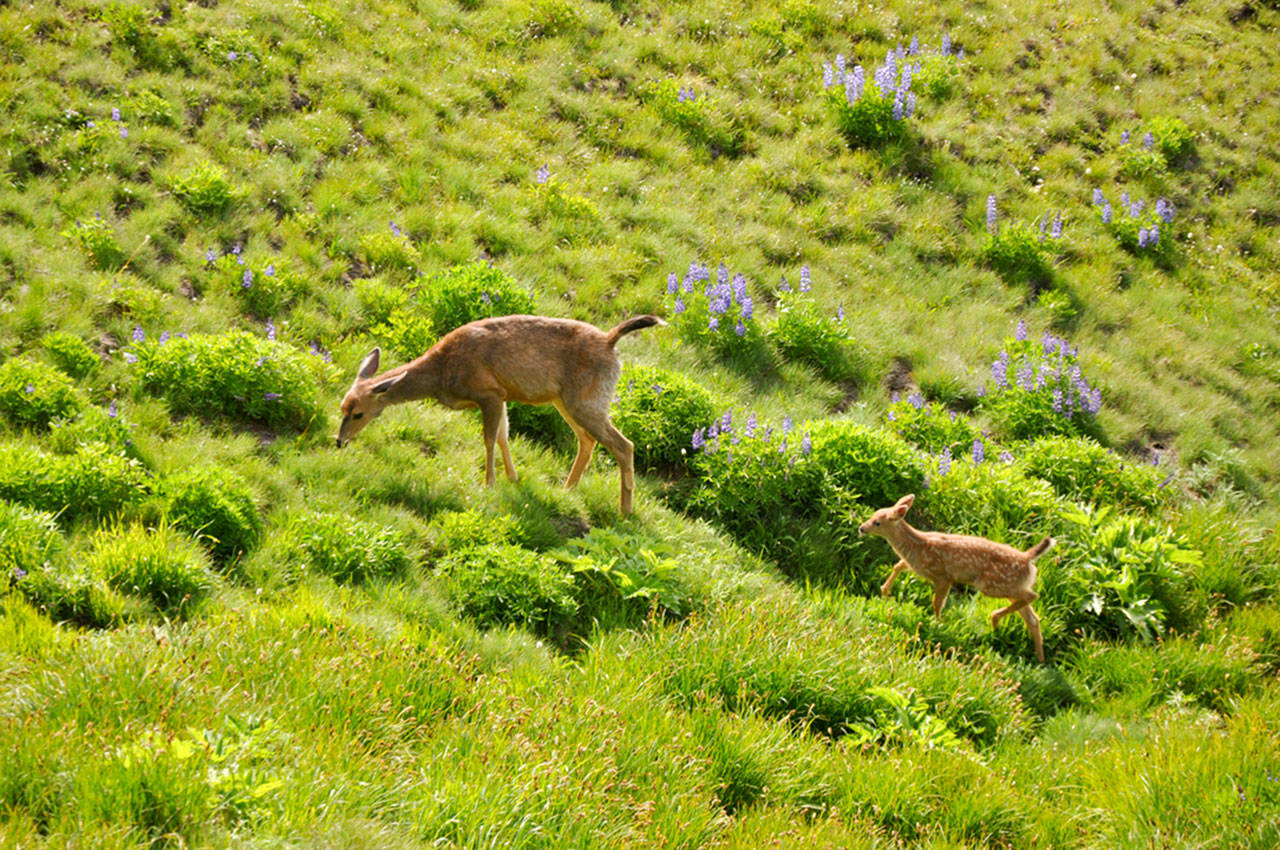A doe and fawn at Hurricane Ridge. Youths can learn about their local forest animals at a Junior Science Explorers session at the Sequim Library on Nov. 9. Photo courtesy of North Olympic Library System