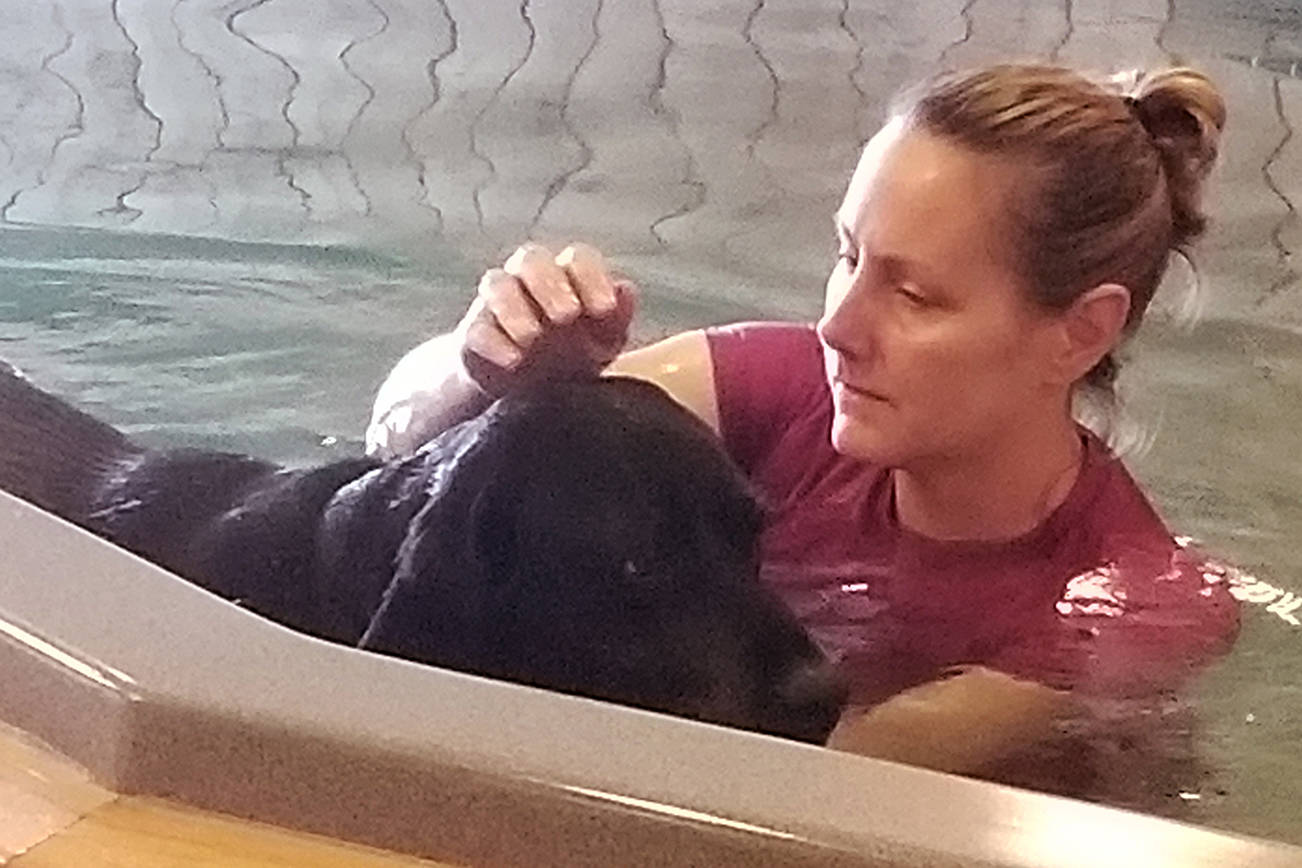 Jennifer Paul works with a black lab named Molly during a canine hydrotherapy session at Swim Doggie Swim. Paul would help Molly get around the pool, and pause periodically to massage areas on her legs, hips and back that were bothering her thanks to a previous leg issue. Sequim Gazette photo by Conor Dowley