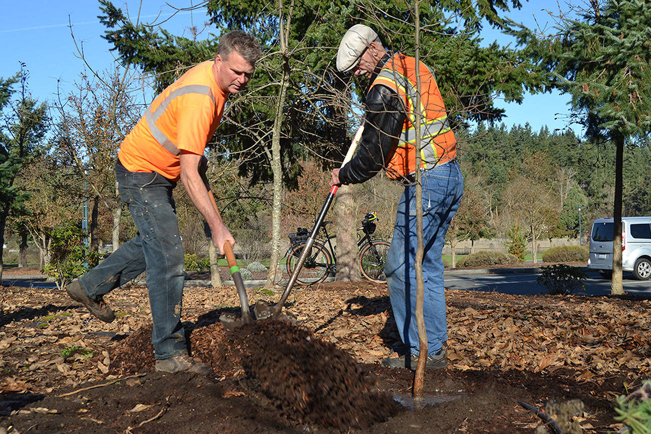 City digs its November Arbor Day