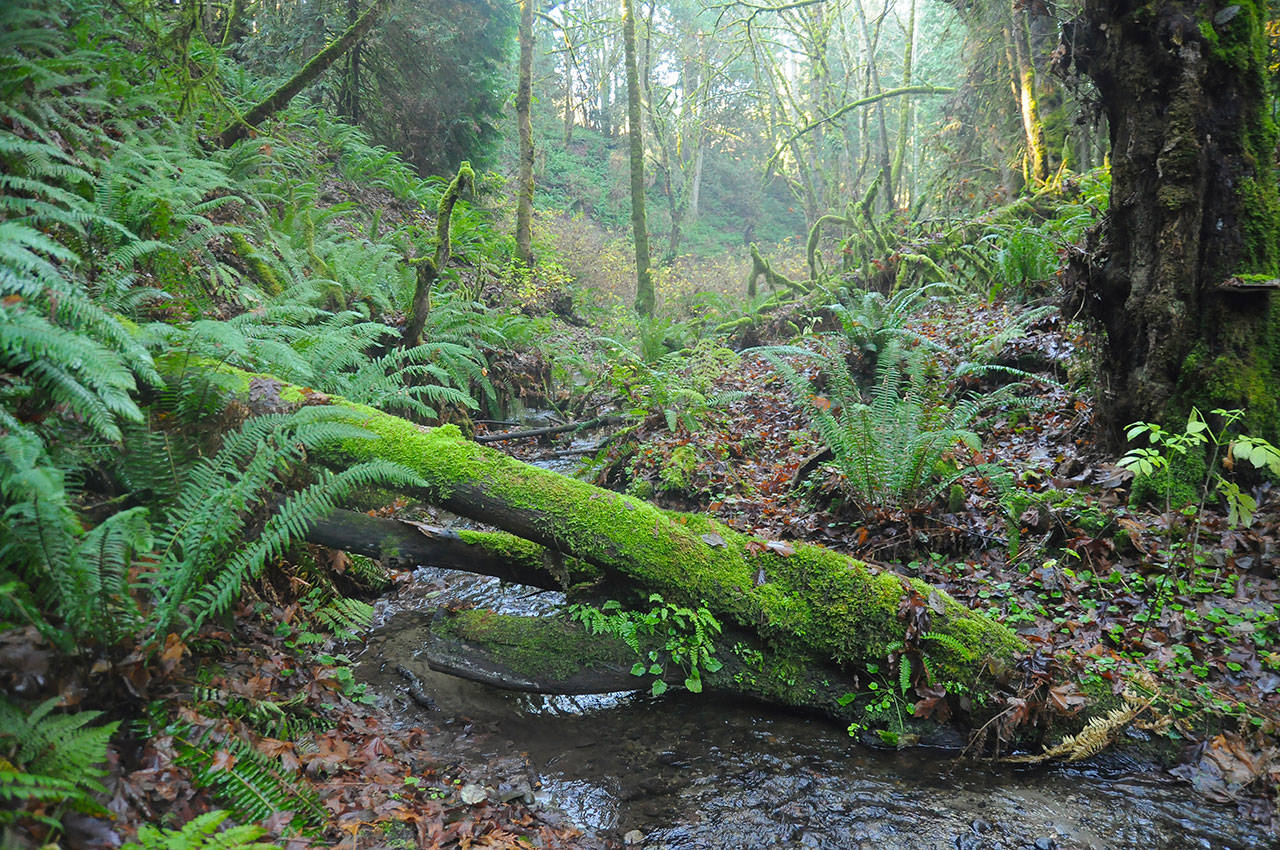 Blyn creek, mountains may get ‘Misty’ moniker