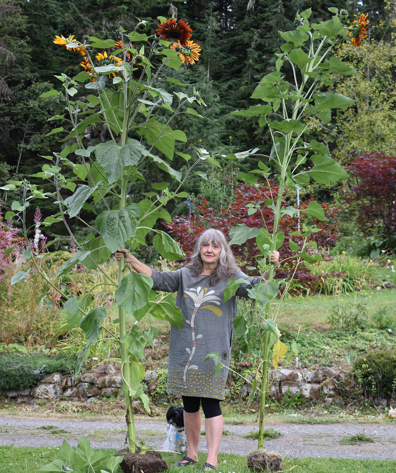Margaret “Peggy” Baker shows off sunflower cultivar grown in a Sequim-area organic garden. These, Norm Baker says, were supposed to be 5 feet tall but have exceeded expectations using biochar. Photo courtesy of Norm Baker