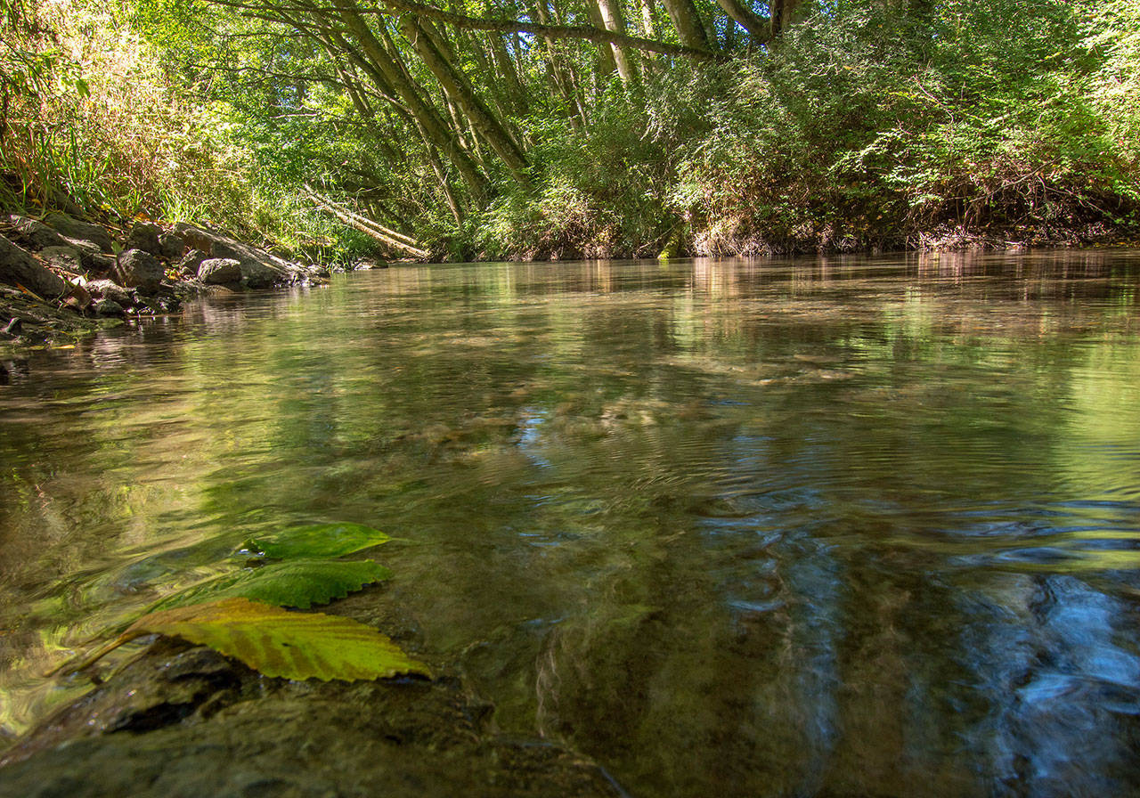 Officials with the North Olympic Land Trust and Jamestown S’Klallam Tribe plan to preserve 120 acres of farmland along the Dungeness River. As part of the agreement, tribal officials look to restore the river’s floodplain and habitat for endangered and threatened fish. Photo courtesy of John Gussman