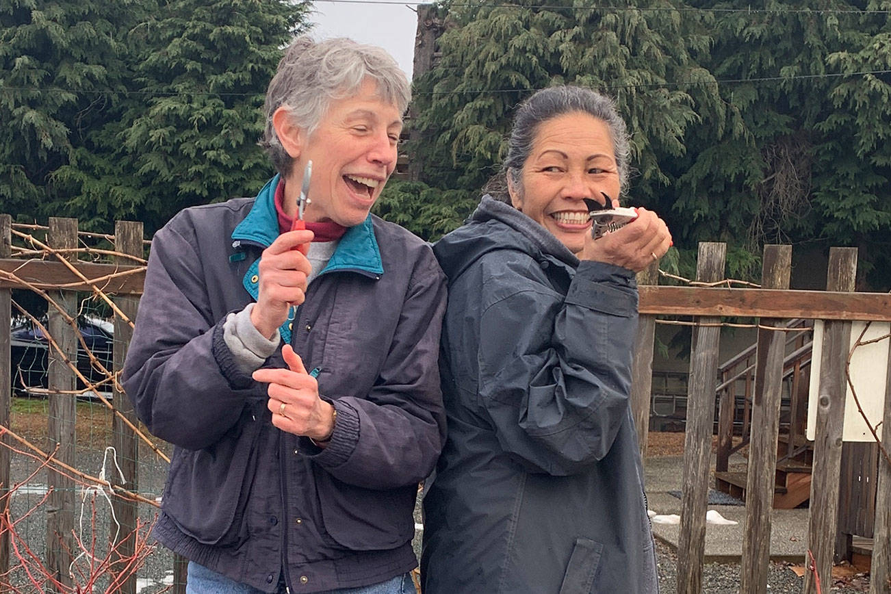 Jeanette Stehr-Green, left, and Audreen Williams have their pruning shears at the ready in the 5th Street Community Garden blueberry patch in Port Angeles. The Master Gardeners will answer pruning questions following Stehr-Green’s Green Thumbs Garden Tips presentation on Feb. 13. Photo by Betty Harriman