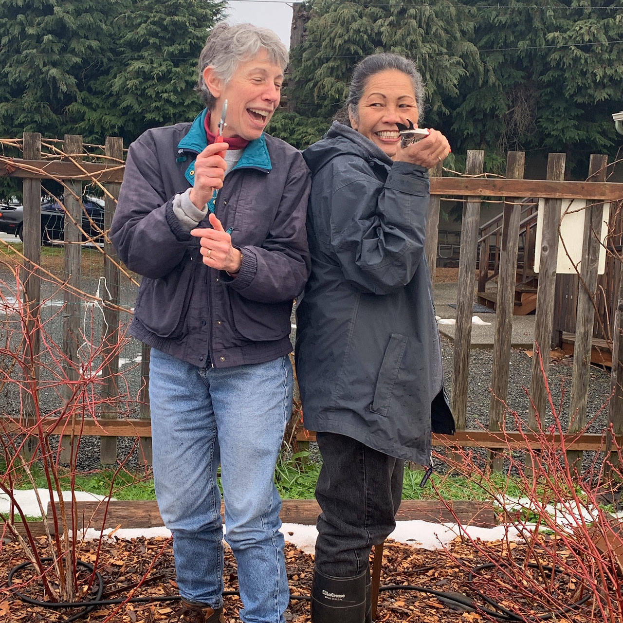 Jeanette Stehr-Green, left, and Audreen Williams have their pruning shears at the ready in the 5th Street Community Garden blueberry patch in Port Angeles. The Master Gardeners will answer pruning questions following Stehr-Green’s Green Thumbs Garden Tips presentation on Feb. 13. Photo by Betty Harriman