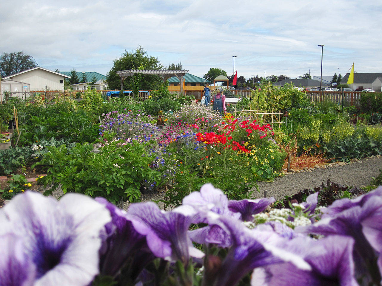 The Community Organic Gardens of Sequim group hosts two Sequim-area gardens: along West First Street (pictured) and at the June Robinson Memorial Park. Photo courtesy of Pam Larsen