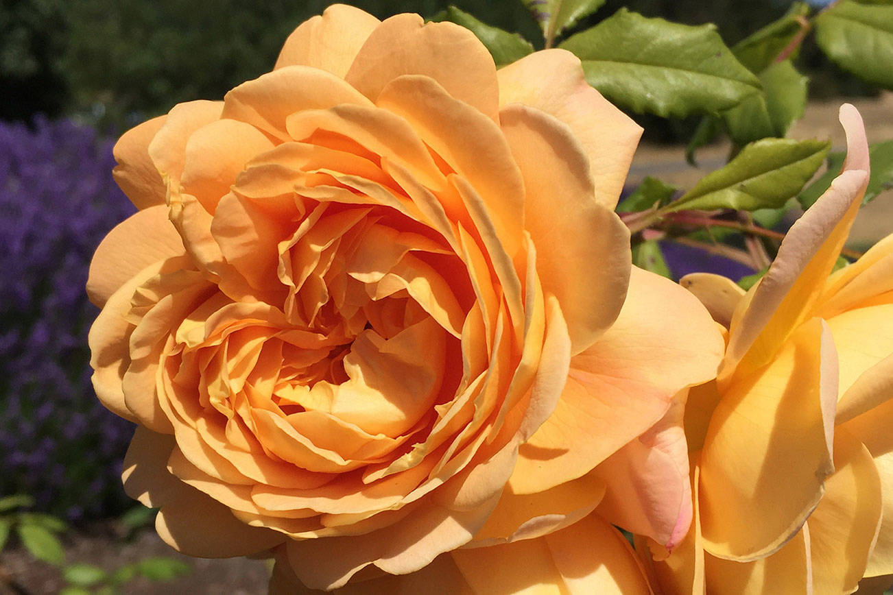 Learn how to prune roses at ‘Work to Learn’ party