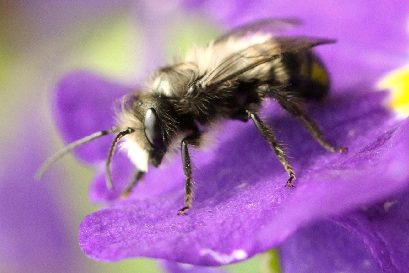 Get It Growing: Spring means Mason Bees