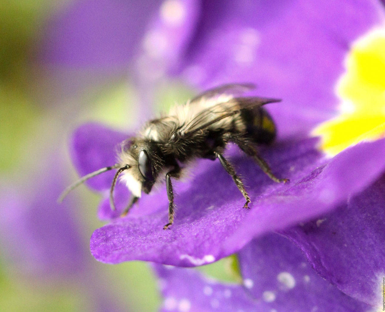 Native to Western Washington, mason bees are purportedly seven times more efficient than “honeybees” when pollinating fruit trees. Photo by Sandy Cortez