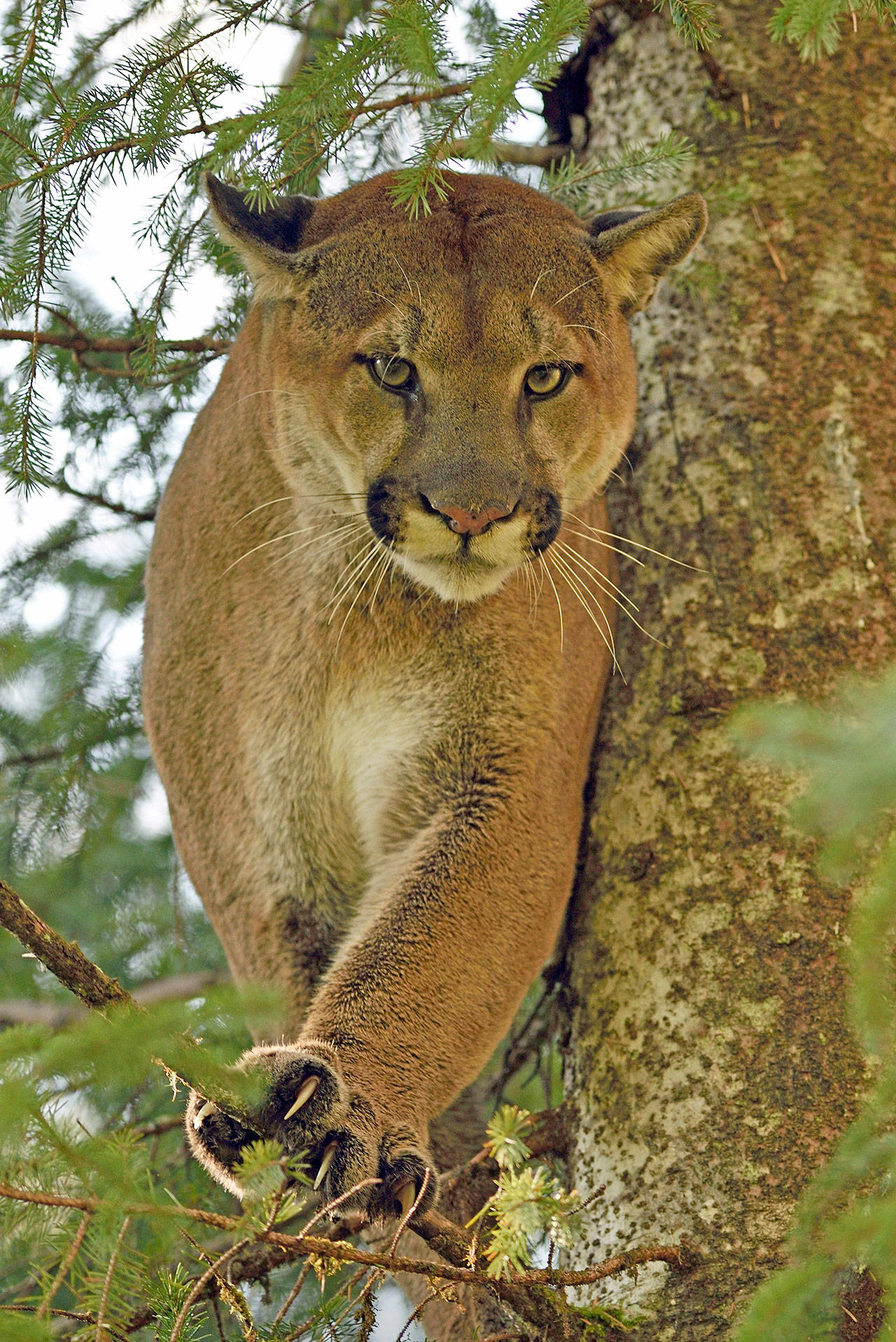 Learn about cougars on the North Olympic Peninsula at the North Olympic Land Trust’s annual Conservation Breakfast on April 2. Pictured above is “Charlotte” and right is “Hoko.” Photos by Dave Shreffler