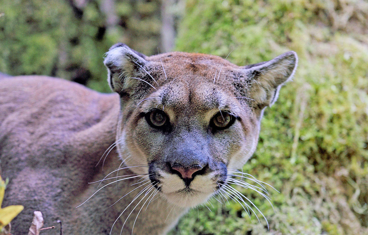 Learn about cougars on the North Olympic Peninsula at the North Olympic Land Trust’s annual Conservation Breakfast on April 2. Pictured is “Charlotte.” Photo by Dave Shreffler