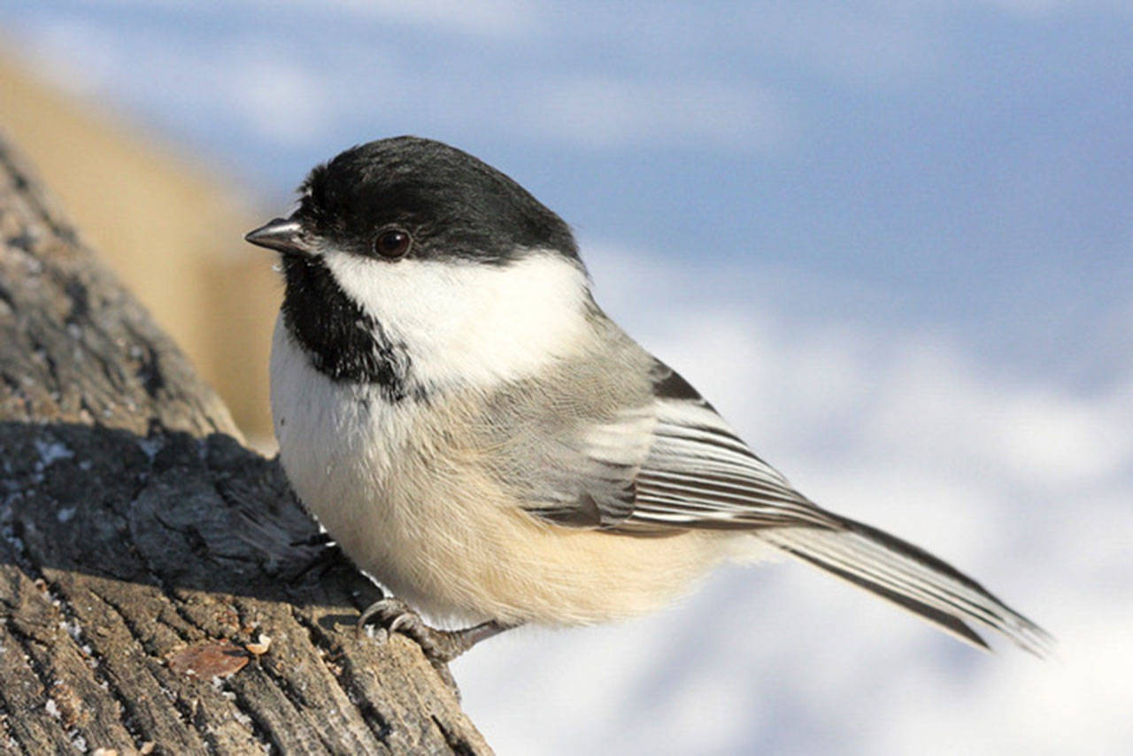 Sequim has two types of chickadees, one being the black-capped Chickadee. Photo by Joanne Bovie/Great Backyard Bird Count