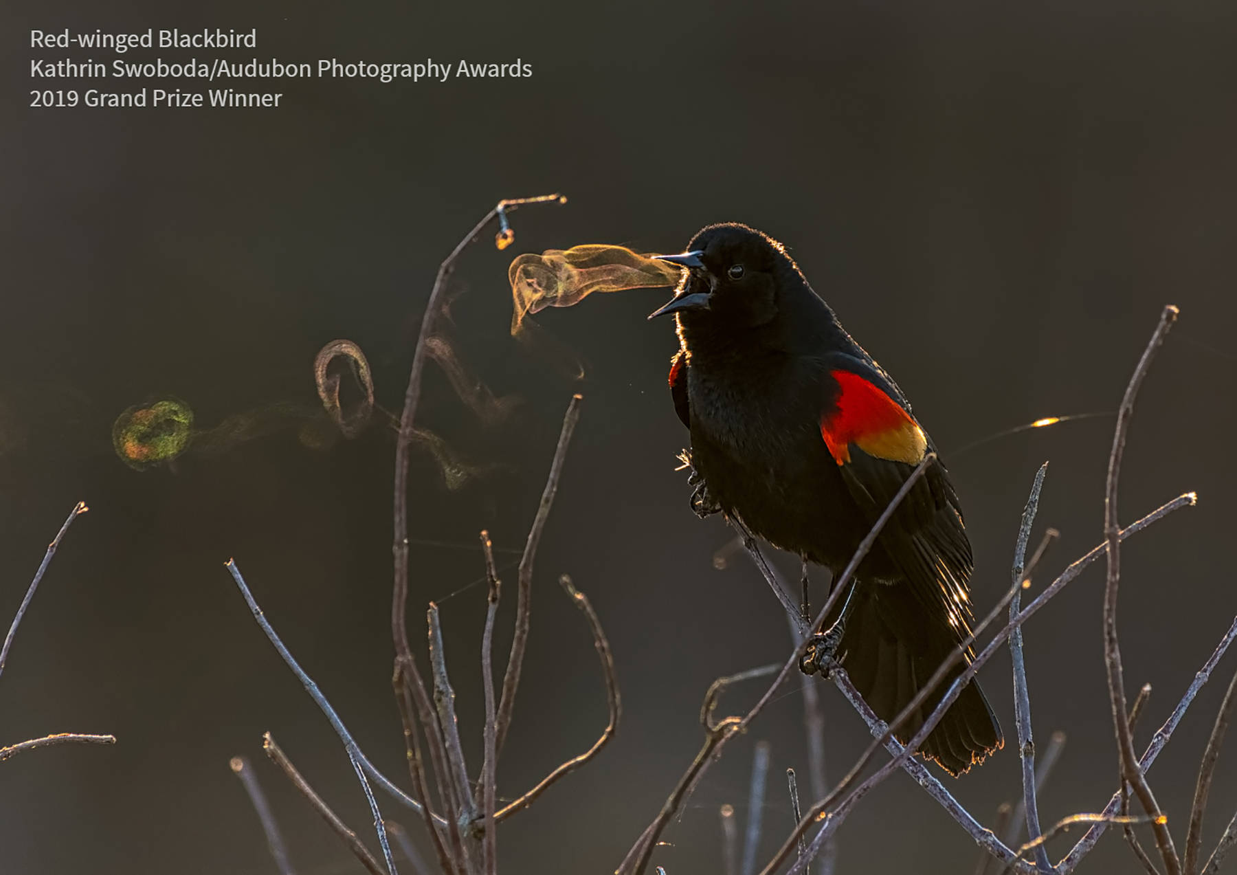 Kathrin Swoboda’s photo of a Red-winged Blackbird is the grand prize winner of the 2019 Audubon Photography Awards, to be on digital display through the City of Sequim’s website starting April 3. Submitted photo