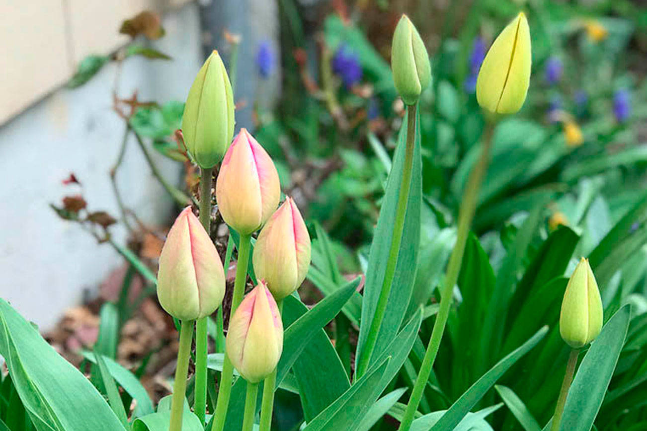 Get It Growing: April in the garden