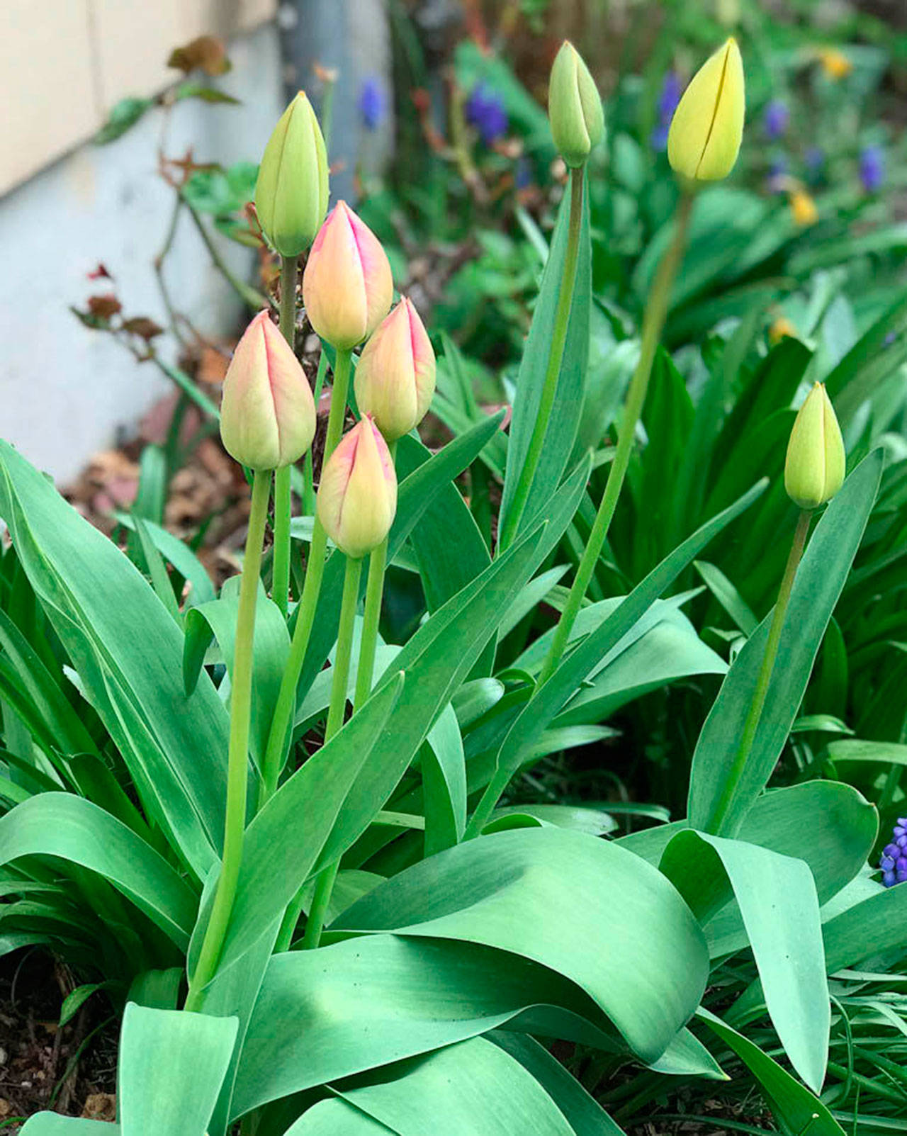 Look to prioritize a flurry of projects this April in your garden. Photo by Sandy Cortez