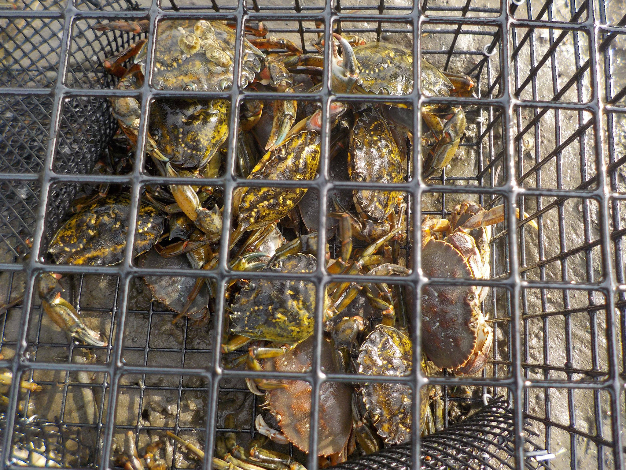 Left, last year, the Makah Tribe captured its highest total of European green crab but Adrianne Akmajian, a marine ecologist for the Makah Fisheries Management, said they might not begin trapping until May due to concerns for the spread of the coronavirus. Photo courtesy of Adrianne Akmajian