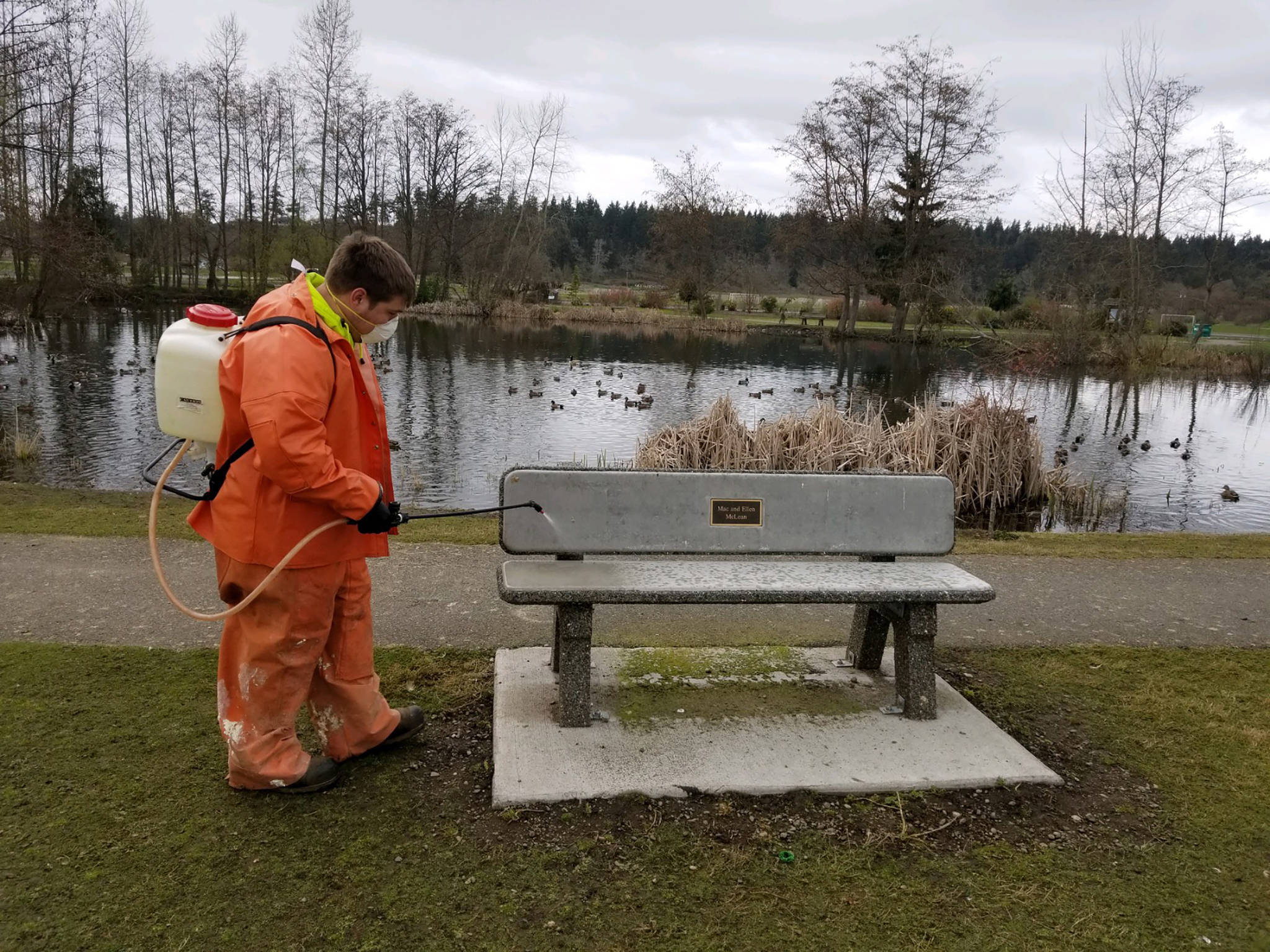 Michael Latimer, a City of Sequim Public Works crew member sanitizes a city bench. Photo courtesy of City of Sequim