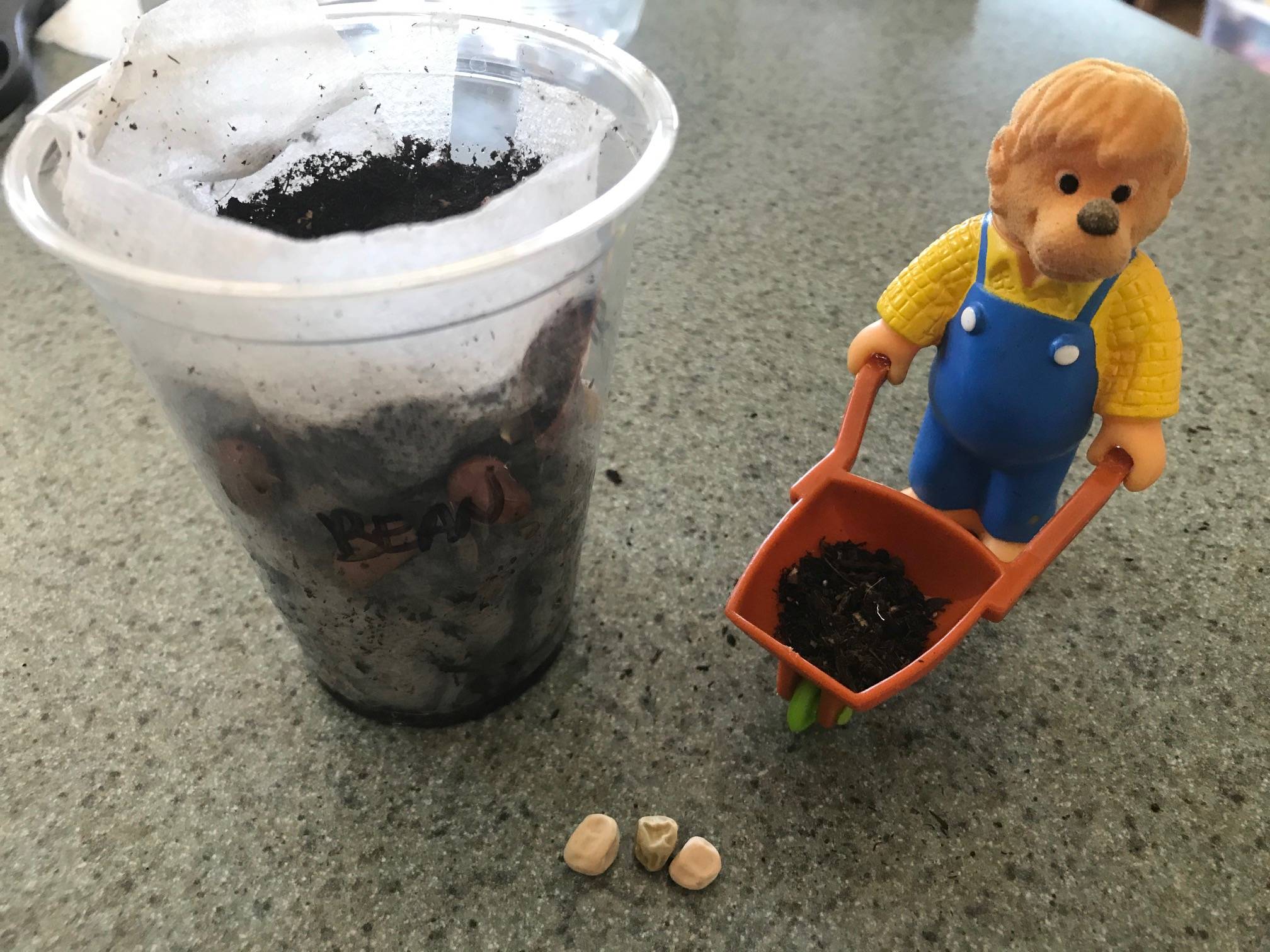 Clallam County Master Gardeners encourage parents and children to take a hands-on approach to learnign about growing plants from seeds. Photo by Susan Kalmar