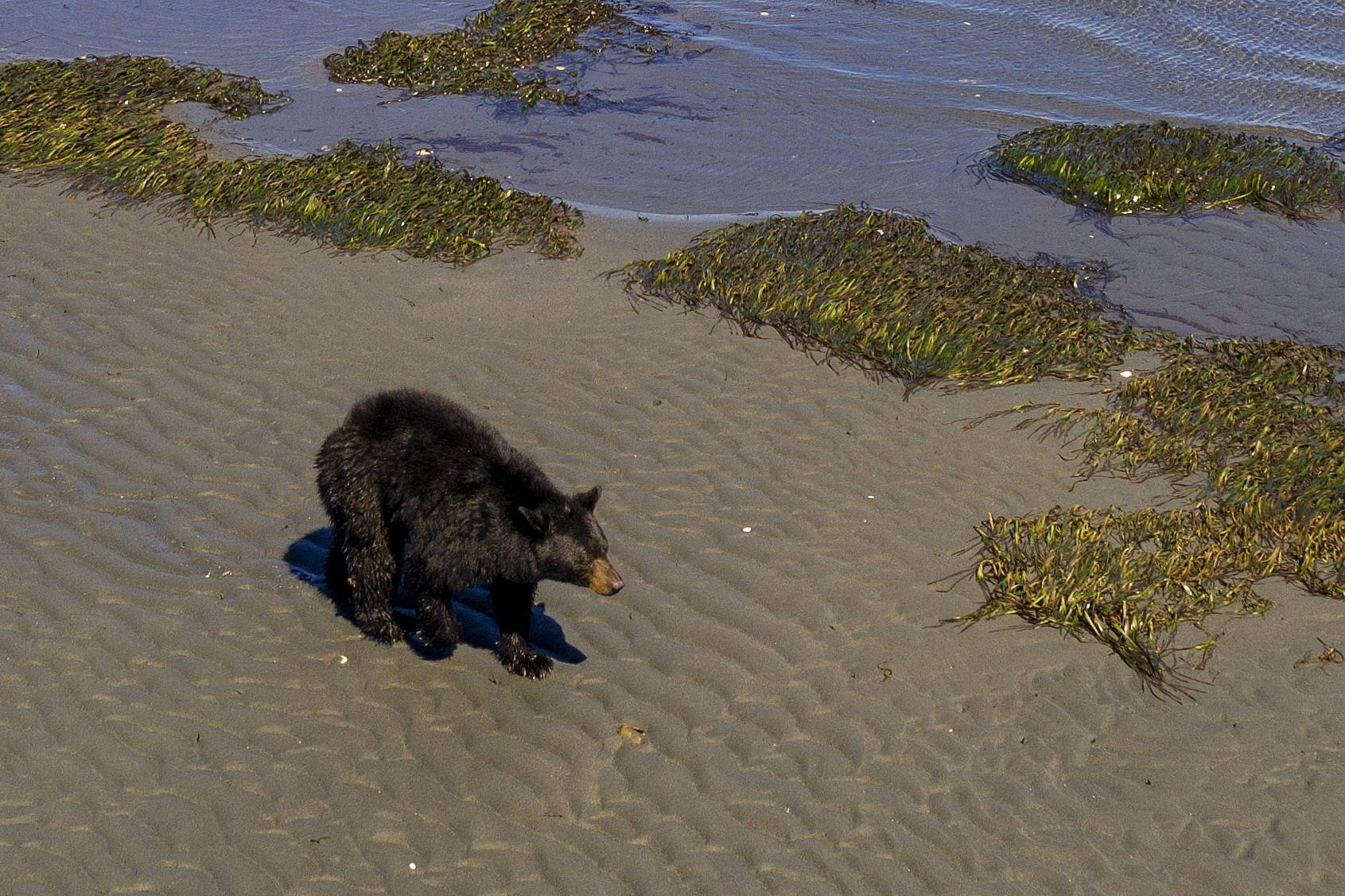 A small black bear traverses the beach near 3 Crabs Road last week. Photo by John Gussman