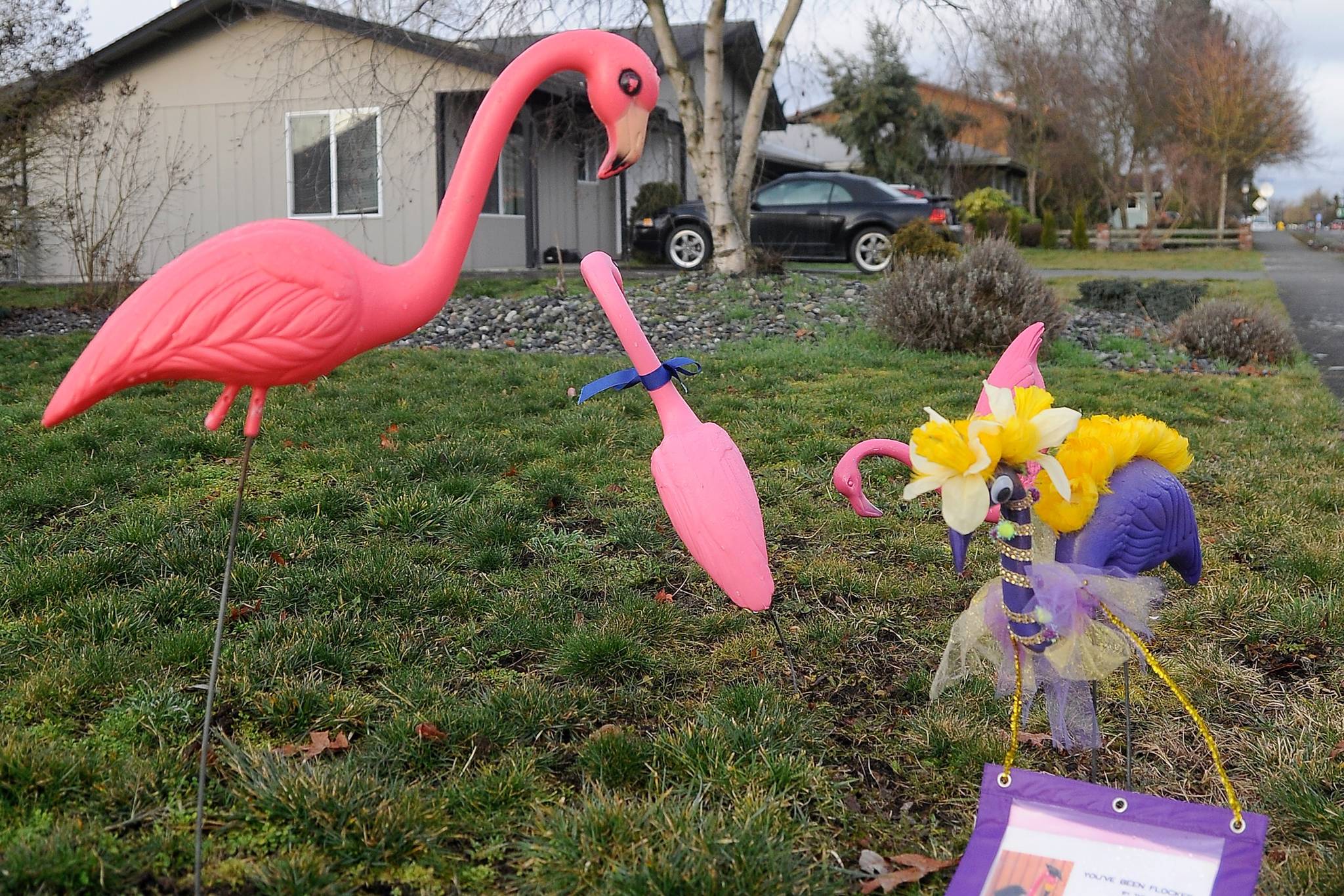 This time of year, flamingos are seen around Sequim as a fundraiser for the high school’s graduating class’ safe and sober party. However, due to COVID-19 limitations and other fundraisers being shut down, class party organizers seek continued support to honor the class of 2020. Sequim Gazette file photo by Michael Dashiell