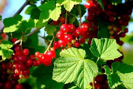 Get It Growing: Thinking outside the usual berry basket with small fruits