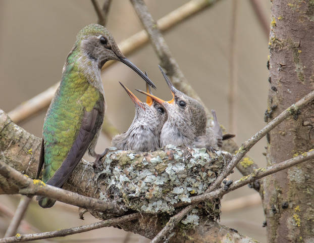 Anna’s Hummingbird at nest. Photo by Duke Coonrad/Audubon Photography Awards
