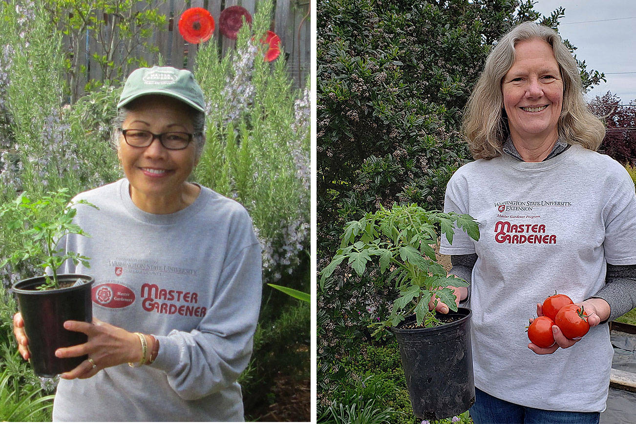 Master Gardeners to talk growing tomatoes